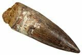 Fossil Spinosaurus Tooth - Real Dinosaur Tooth #344173-1